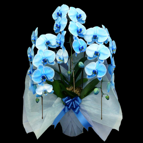 青い胡蝶蘭 ブルーエレガンスは個性が際立つ胡蝶蘭