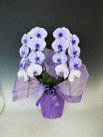 紫胡蝶蘭 パープルエレガンスは個性が際立つ胡蝶蘭