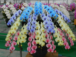 エレガンスシリーズ20本立ち